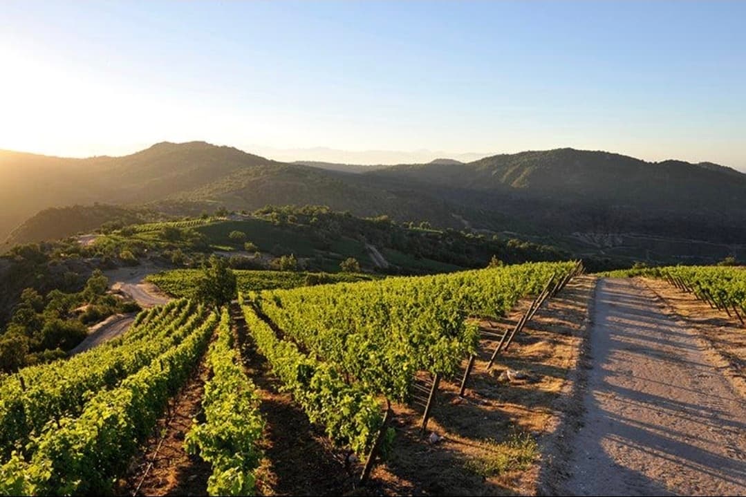 Viñedos en ladera al atardecer en el Valle de Colchagua