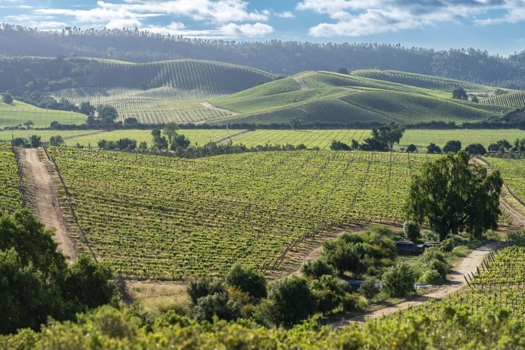 Viñedos sobre lomajes verdes en el Valle de Casablanca